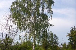 Społecznicy walczą o nowy park w Poznaniu