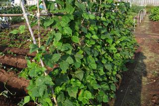 Warzywa strączkowe – znane i mniej znane do uprawy w ogrodzie 