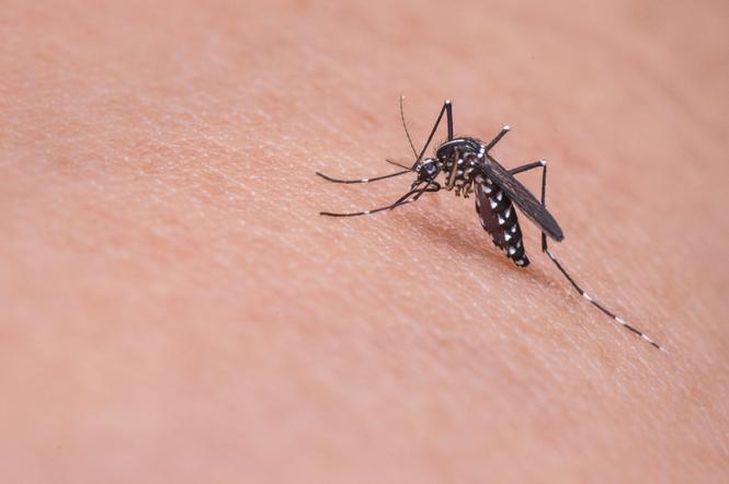 Plaga komarów w Tarnowie