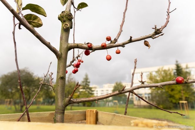 Park na osiedlu Prędocinku 