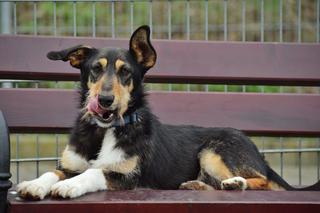 Marcepan czeka na dom w COZ w Grudziądzu