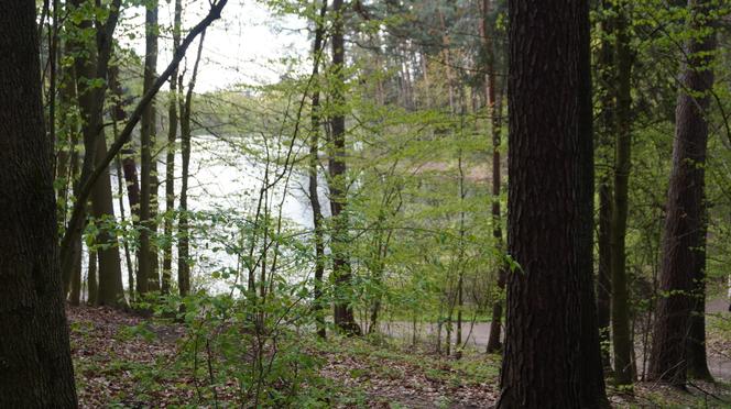 Leży w pobliżu centrum Olsztyna i wygląda bajecznie wiosną. Zobacz piękny rezerwat Mszar [ZDJĘCIA]