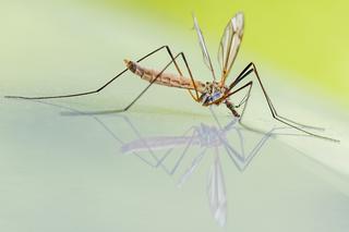 Sprawdź czy komarom smakuje twoja krew. Te osoby będą częściej pogryzione