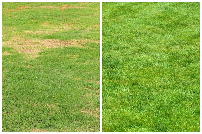 Trawnik nowy na starym