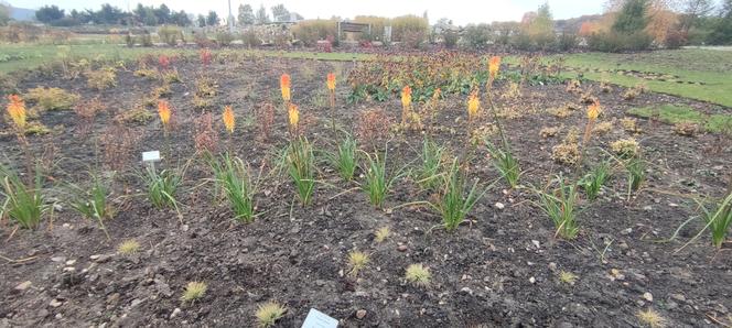 Rabaty w kształcie kontynentów w Ogrodzie Botanicznym w Kielcach