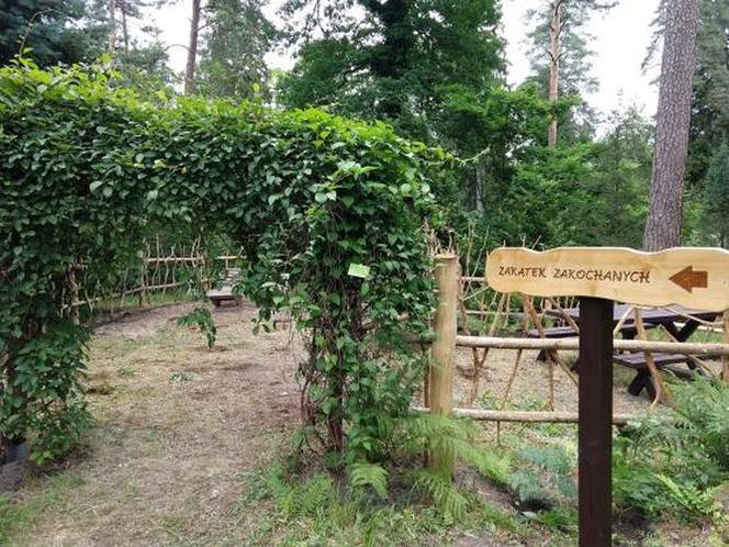 Leśne Arboretum w Kudypach. Jedno z piękniejszych miejsc na Warmii [ZDJĘCIA]