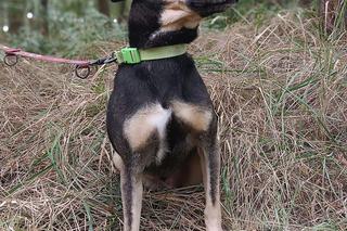 Poznajcie Knedla, który na dom czeka w COZ Grudziądz