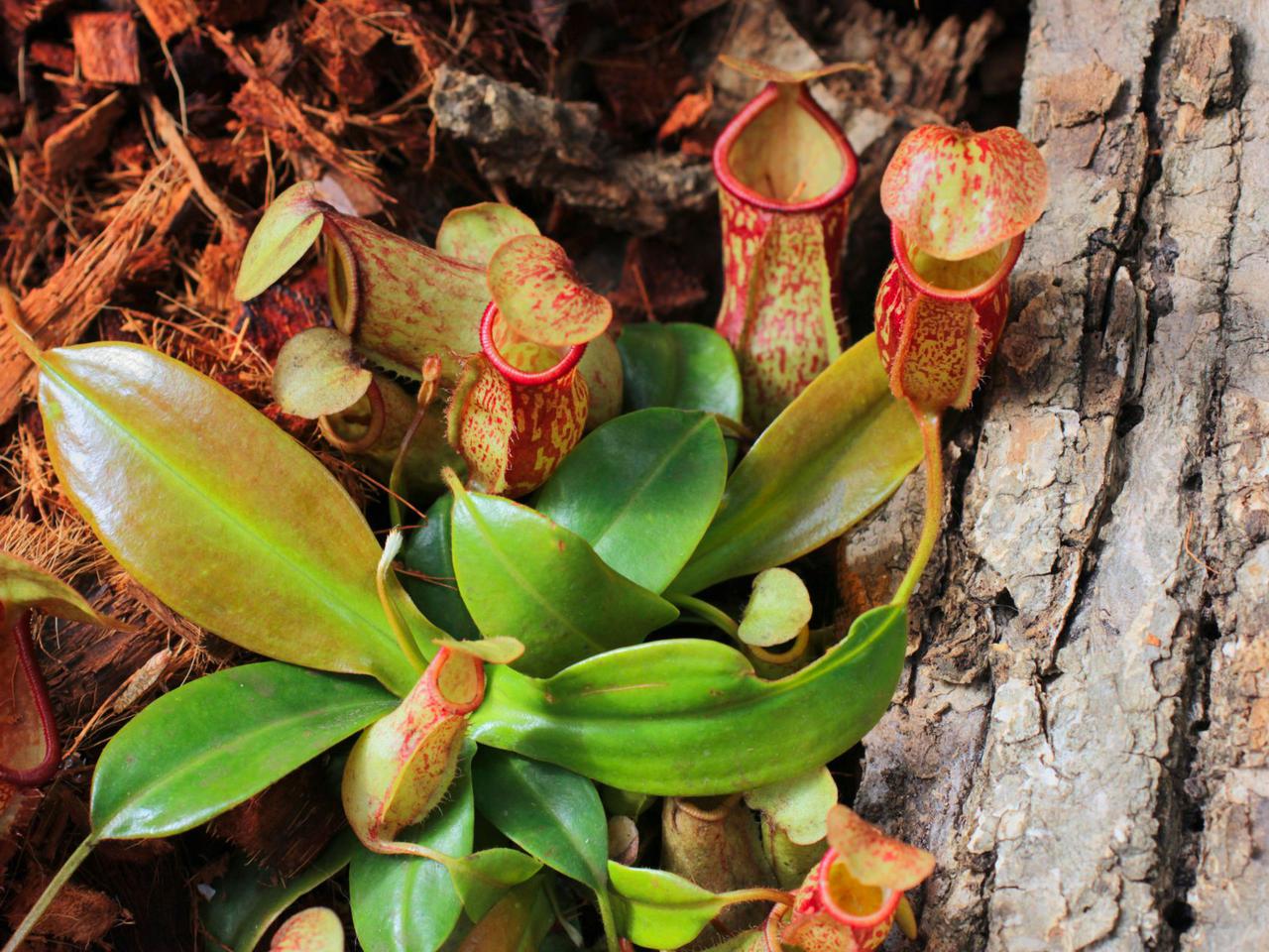 4 niezwykłe rośliny owadożerne do uprawy w domu