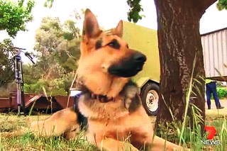 AUSTRALIA: Pies URATOWAŁ 2-latka