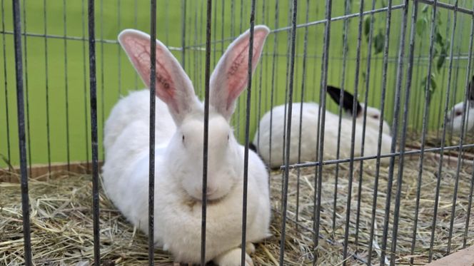 Kalisz. Rasowe gołębie, drób i króliki można podziwiać w hali OSRiR