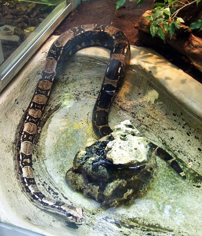 Węże (na zdjęciu boa dusiciel)