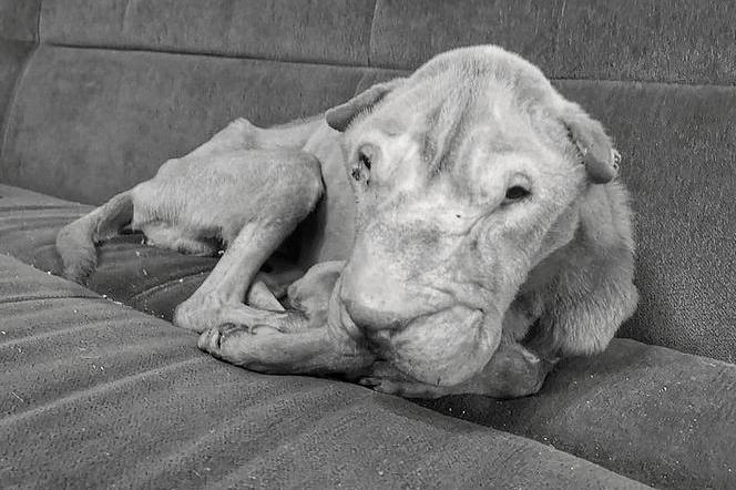 Pies Bobik cierpiał niewiarygodne katusze. Zwierzaka nie udało się uratować
