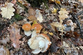 Trwa wysyp grzybów w woj. lubelskim