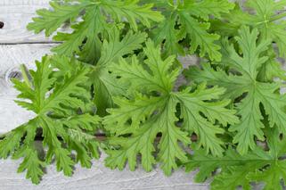 Geranium (anginka), czyli pelargonia pachnąca. Właściwości lecznicze i zastosowanie