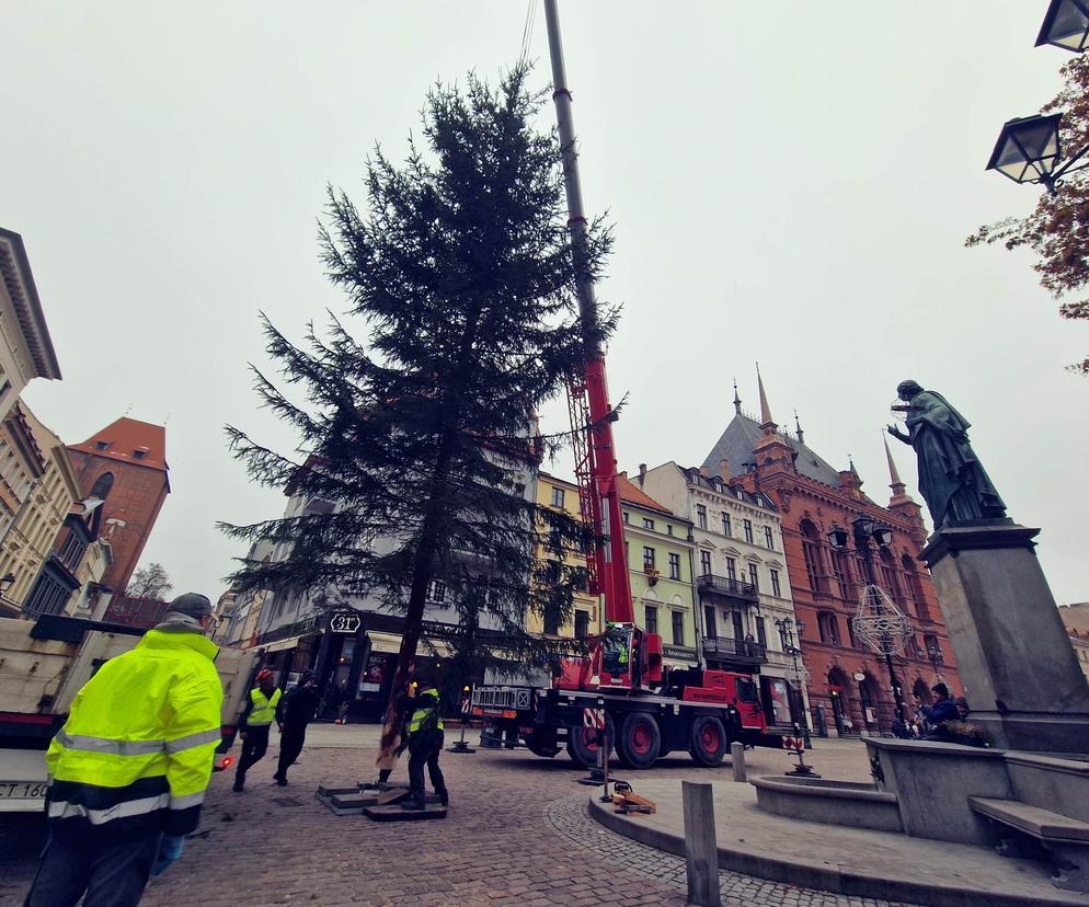 Nowa choinka w Toruniu już stoi! Rynek Staromiejski wchodzi w świąteczny klimat