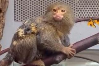 Pigmejki Śląski Ogród Zoologiczny ZDJĘCIA