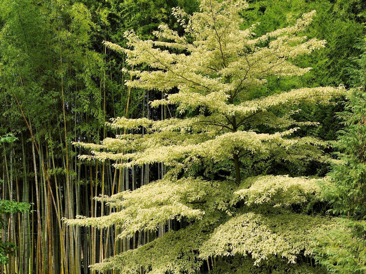 Dereń pagodowy - Cornus controversa - jak uprawiać i pielęgnować to efektowne drzewo?