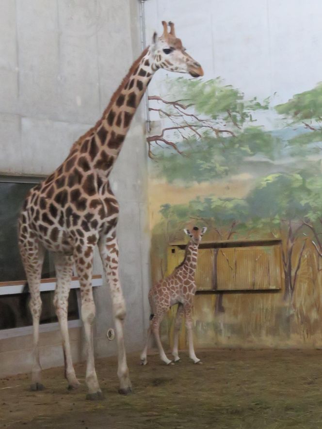 Żyrafka w zamojskim zoo