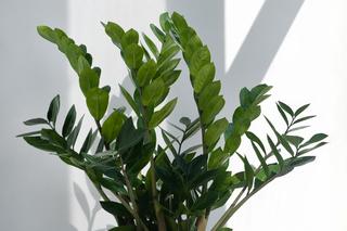 Zamioculcas [Porada eksperta]