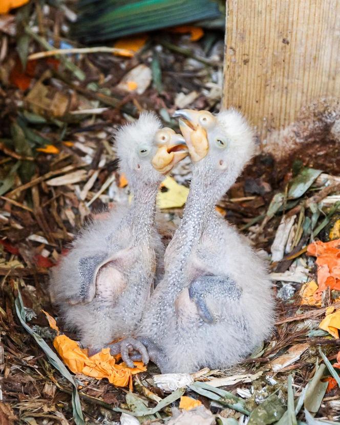 Baby boom w warszawskim ZOO! Są nieporadne, ślepe i całkowicie uzależnione od swoich rodziców