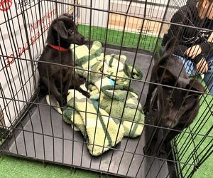 Akcja adopcyjna Fundacji Dobre Ludki w Grudziądzu