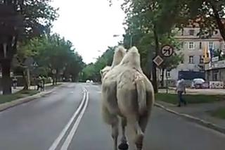 Legnica. Cyrkowy wielbłąd zapragnął wolności i... uciekł na ulicę! [WIDEO I ZDJĘCIA]