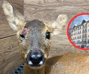 Wspaniały gest hotelu Elbrus w Szczyrku. Zamiast na fajerwerki przeznaczył środki na pomoc zwierzętom