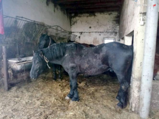 Zagłodzone i brudne konie były niehumanitarnie mordowane? Policjanci skontrolowali hodowlę w Wodzisławiu Śląskim [ZDJĘCIA]