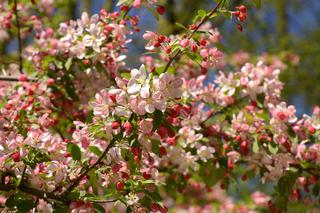 Rajskie jabłonie - wymagania, pielęgnacja, polecane gatunki i odmiany ozdobnych jabłoni do ogrodu
