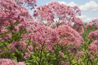 Sadziec purpurowy - Eupatorium purpureum