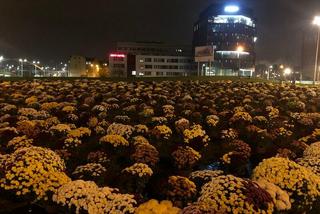 Gdańsk: Ułożyli wielkie serce z chryzantem. To nawiązanie do pamiętnej nocy