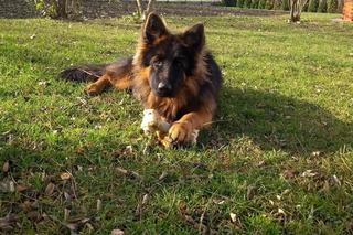 Ogromna nagroda za wskazanie miejsca pobytu psa