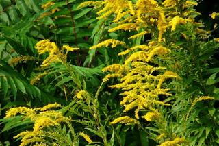 Botanicy i pszczelarze ostrzegają przed tą rośliną. Zielarze mówią, że ratuje zdrowie. Mamy przepisy