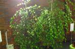 Brzoza czarna 'Summer Cascade'