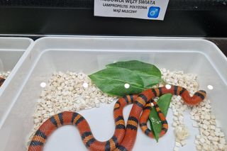 Pajęcza sieć i wężowe sploty w Bydgoszczy. Targi ZooEgzotyka 2025 przyciągnęła tłumy