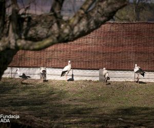 Naziemnne gniazda bocianów