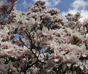 Cieszyński Szlak Kwitnącej Magnolii 