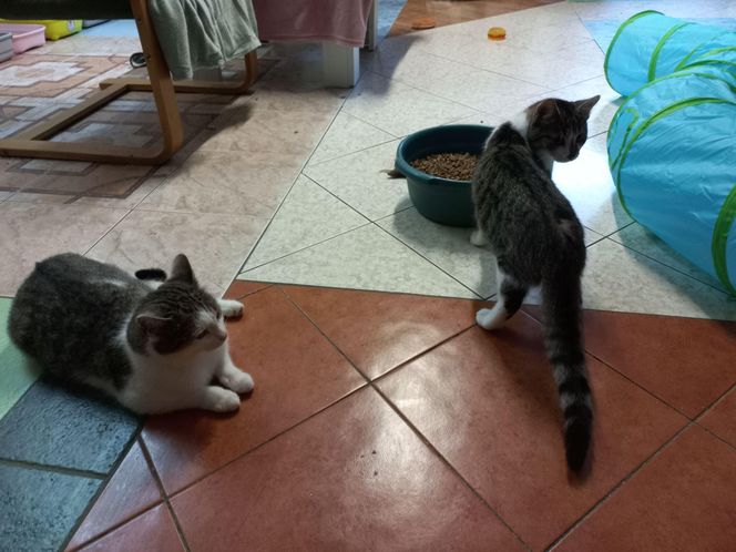 Poszukiwani wolontariusze do pomocy w Kociarni w Lesznie