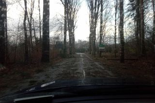 Drzewa na trasie między Karłowem a Radkowem w powiecie kłodzkim 