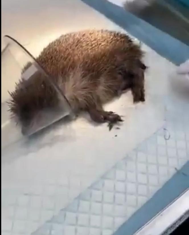 Jeżyk uczulony na sianko