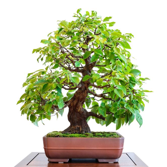 Drzewko bonsai