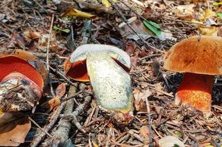 Borowik ceglastopory