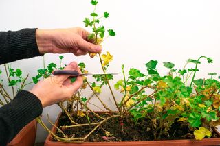 Nie musisz wyrzucać pelargonii jesienią! Jest sposób, by przechować je do wiosny