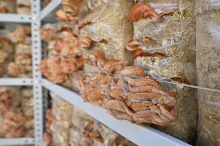 Różowe grzyby na placu Pięciu Rogów w Warszawie. Intrygujące rusztowanie, przechodnie w szoku