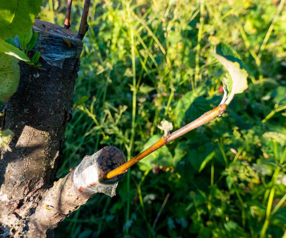 Szczepienie drzew owocowych. Jak rozmnożyć jabłoń?