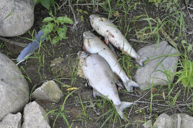"Przyczyną masowej śmierci ryb musi być coś, co znajduje się w rzece!" - mówi radny Białołęki Marcin Korowaj