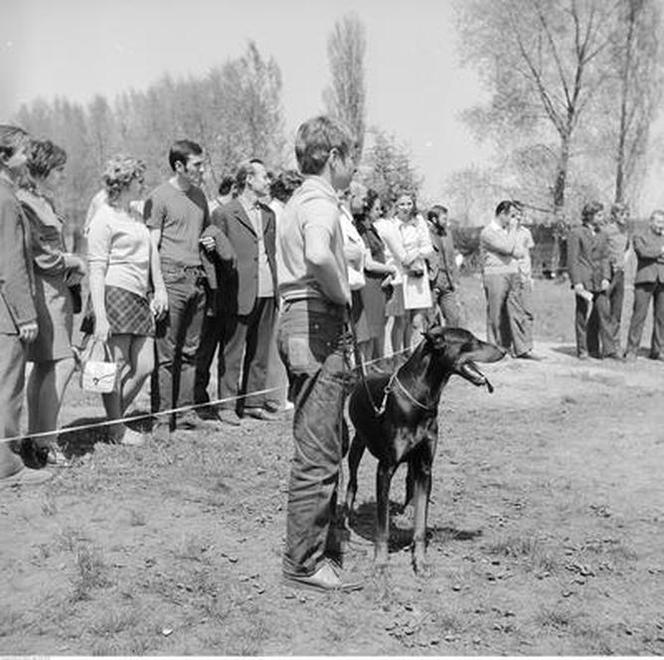 Wystawa psów na stadionie w Łodzi w maju 1972 roku