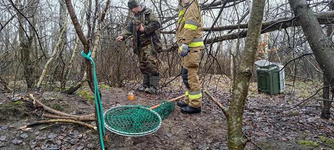 Lubelskie. Szczeniaki uwięzione w lisiej noże. Strażacy kopali w zmarzniętej ziemi przez 3 godziny