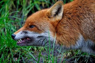 Ognisko wścieklizny blisko powiatu tarnowskiego. Służby apelują o ostrożność