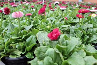 Nie tylko bratki i stokrotki. Jakie kwiaty można już sadzić?